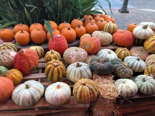 pumpkins