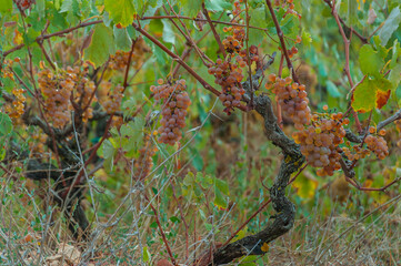 White grapes on vineyard, Zakynthos island, Greece