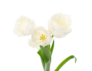 Bouquet white beautiful tulips.