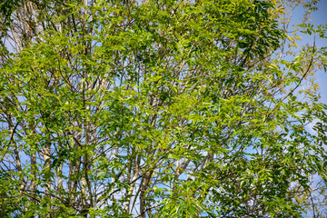 Árbol en primavera