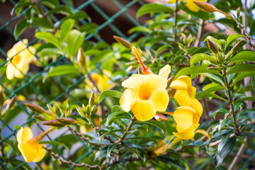 Flores amarillas en primavera