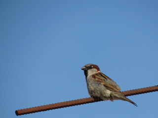 little sparrow chick, perched on a metal rod, under a cloudless blue sky.