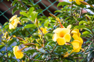 Flores amarillas en primavera