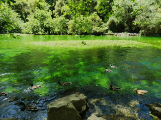 Magnificent landscape of Provence with mallard ducks which take advantage of this natural environment of the Sorgue river and the verdant nature at Fontaine de Vaucluse