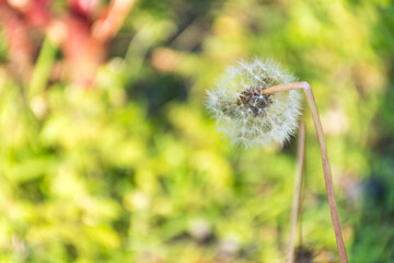 Naklejka premium Diente de león