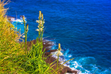 Green grass against a background of blue ocean in summer and a little boat on the horizont