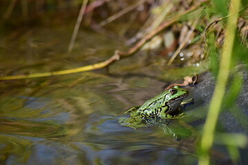 Frosch im Teich, beim Golfplatz Bad Waldsee