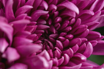 Purple chrysanthemum macro. Top view of lilac chrysanthemum petals. Full frame without an empty field. Floral autumn background.