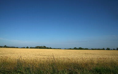 Fototapeta premium wheat field and blue sky