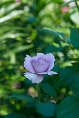 lilac rose growing in garden