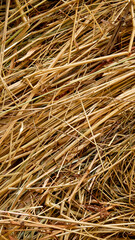Dry golden hay after a harvest