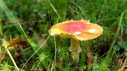 Red-orange mushroom among dark green grass in the forest