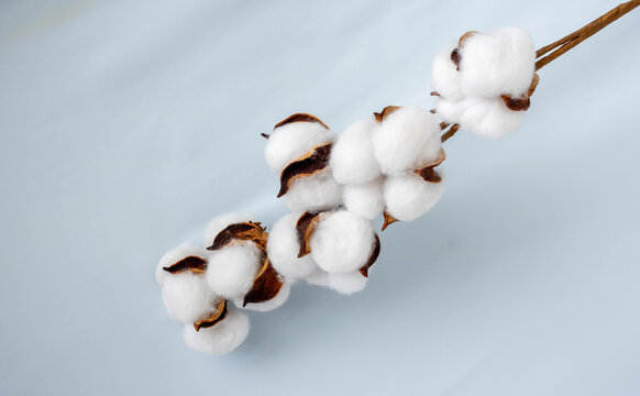 A sprig of cotton against a soft blue fabric