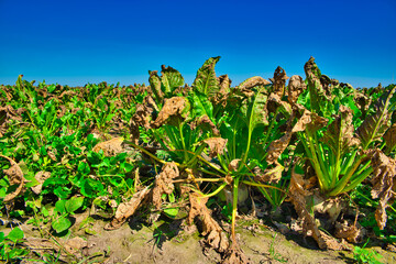 Problem with farming, disease and drought. The concept of a natural disaster in agriculture. Dry, damaged sugar beet leaves.