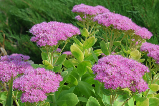 Luxuriantly blooming pink stonecrop  in rockeries in the Summer garden close-up.