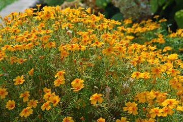 Bright yellow marigolds on a flower bed in the garden.