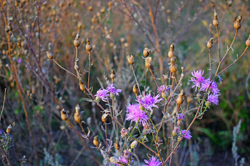 Pink wildflowers and seed boxes.Autumn meadows.