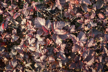 Dark red leaves of Physocarpus opulifolius in the garden.