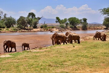 Stado słoni afrykańskich na brzegu rzeki. Rezerwat Samburu (Kenia) © Lancan