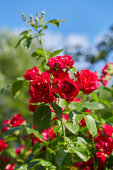 growing beautiful fresh red roses