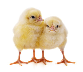 Obraz premium Two yellow chickens.