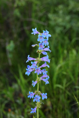 Blue and purple flowers