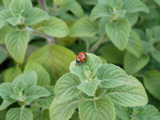 Ladybug