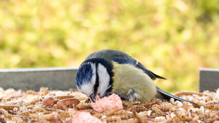 A Bluetit collecting food from the garden