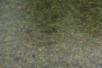 autumn rainy weather season time shallow water pond reservoir with drops on surface background concept photo