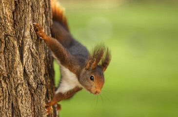 Squirrel in a tree with a green background