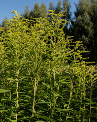 Solidago virgaurea. medicinal plant in field
