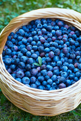 Fototapeta na wymiar blueberries in a basket in garden