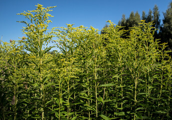 Solidago virgaurea. medicinal plant in field