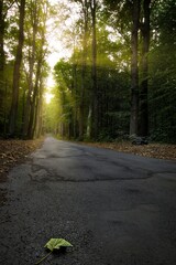 Obraz premium path in the forest