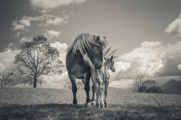 Mare and foal in the meadow
