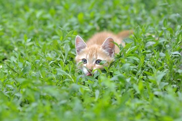 A cat lying on top of a grass covered field