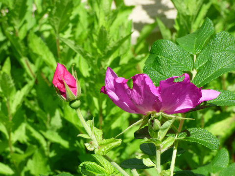 Rodonea Bilder – Durchsuchen 7,529 Archivfotos, Vektorgrafiken und ...