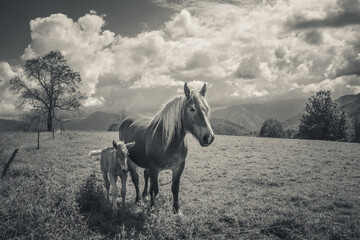 Obraz na płótnie Canvas Mare and foal in the meadow 