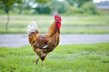 A chicken standing on top of a grass covered field