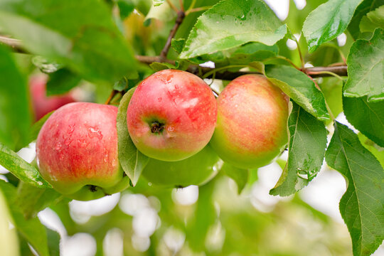 Big apple on trees in a vegetable fruit garden. Autumn seasonal harvest. red ripe apples on a branch in orchard. Water drops on wet apples after rain. Organic farming, gardening, vegetarian eco food