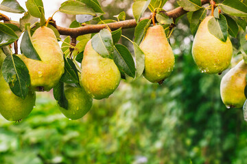 Bunch of Ripe juicy pears hanging on tree branches in fruit garden. summer autumn nature background. yellow green Pear for harvest in orchard isolated. Water drops on pear. Copy space. Fall harvesting