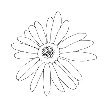 vector hand drawing linear art isolated on white background chamomile flower