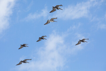 a flock of pelicans flying in formation on a blue sky with light clouds