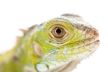Young iguana