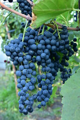 Clusters of ripe deep blue grape on the vine
