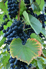 Clusters of ripe deep blue grape on the vine