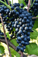 Clusters of ripe deep blue grape on the vine