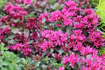 Fototapeta premium Teppichsedum