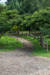 Camino de piedra en el bosque