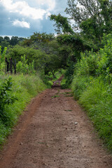Fototapeta premium Camino del bosque